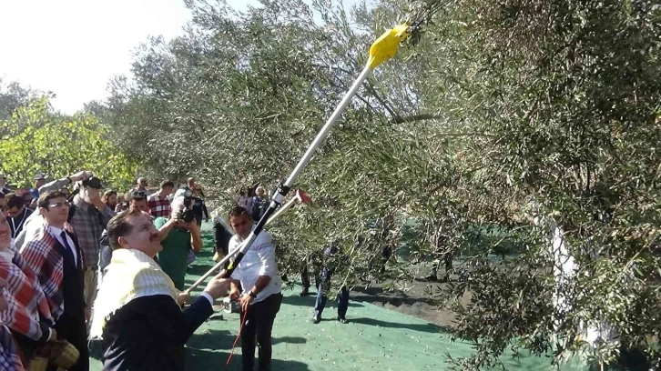 Ayvalık’ta zeytin festivali dahilinde zeytin hasadı yapıldı
