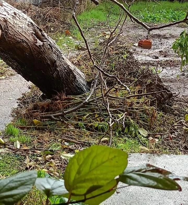 Babaeski’de kuvvetli rüzgar ağacı devirdi
