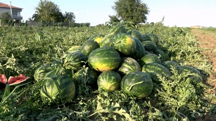 Bafra karpuzu raflara yerini almaya başladı
