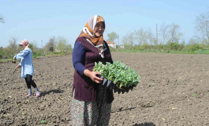 Bafra Ovası’nda karpuz fideleri toprakla buluştu
