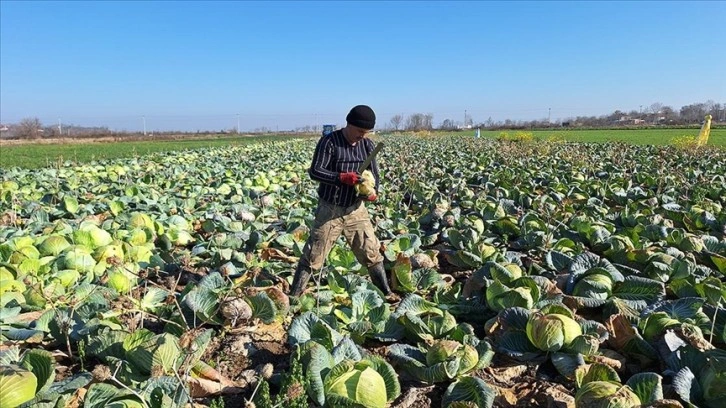 Bafra Ovasında Beyaz Lahana Üretimi Devam Ediyor