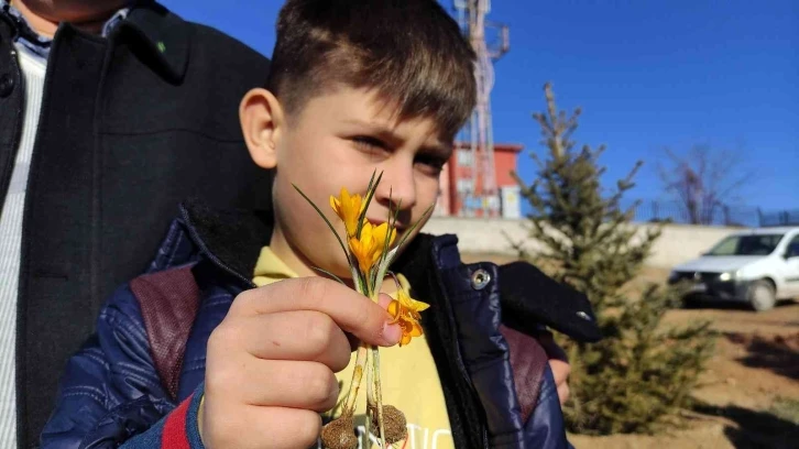 Baharın müjdecisi çiğdemler kış mevsiminde açtı
