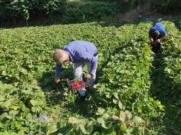 Bahçede 8 liradan satılan çilek, tezgahta 30 lira
