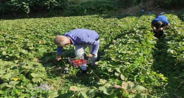 Bahçede 8 liradan satılan çilek, tezgahta 30 lira