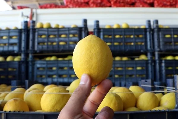 Bahçede kilosu 3, halde 4 liraya satılan limon, market rafında 24 lira