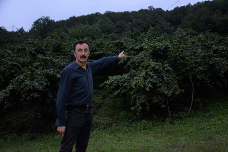 Bahçesine dadanan domuzlardan bıktı, Karadeniz zekasını konuşturdu