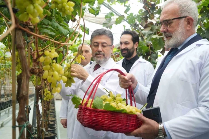 Bakan Yumaklı: “Yılda iki kez üzüm hasadı yapılabilecek araştırmada sona gelindi”
