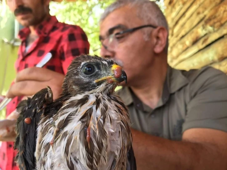 Bakımı yapılan şahin yavrusu tekrar doğaya bırakıldı
