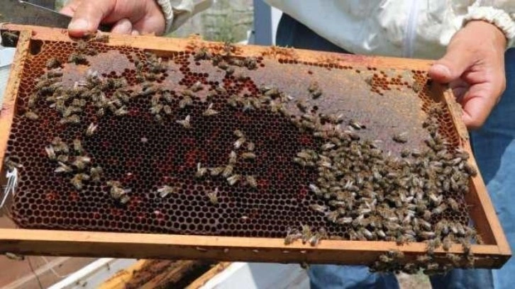 Bal üretimi 300 tondan 30 tona düştü