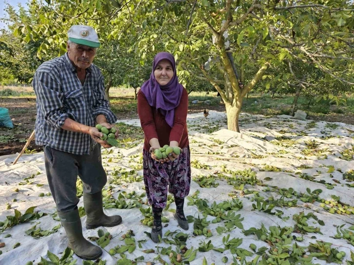 Balıkesir’de ceviz hasadı başladı
