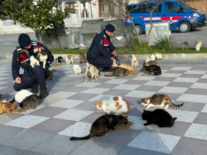 Balıkesir’de jandarmadan sokak hayvanlarına mama
