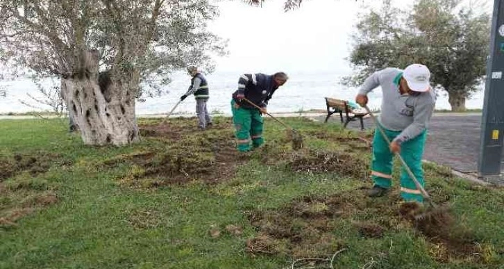 Balıkesir’de domuzlar sahili talan etti