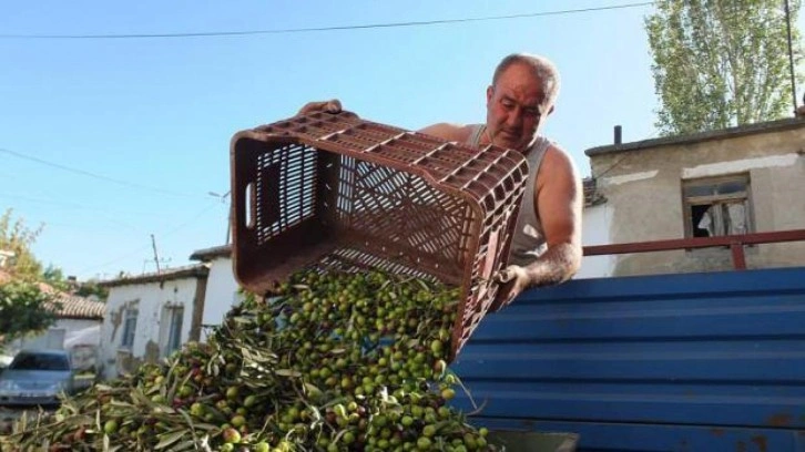 Balıkesir’de yeşil zeytin alımına başlandı