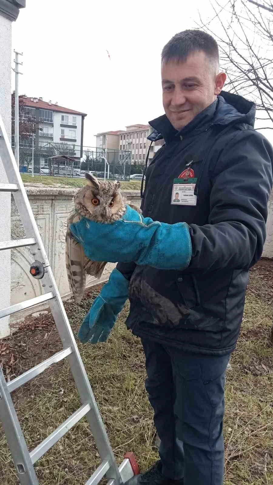 Balkonda mahsur kalan baykuş kurtarıldı
