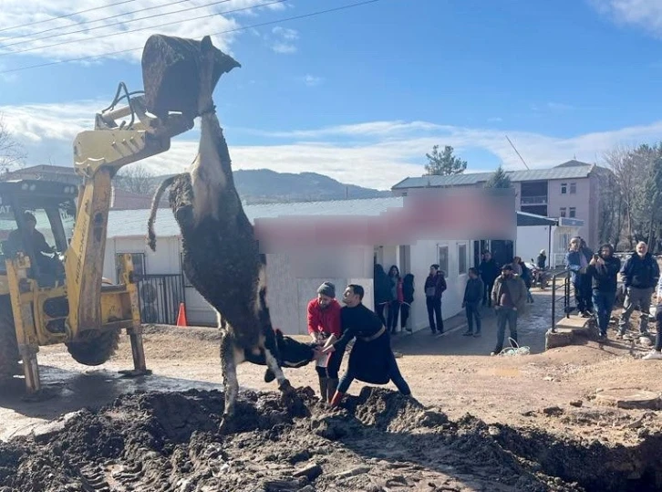 Banka müdürünün tayini çıktı diye tosun kestiler
