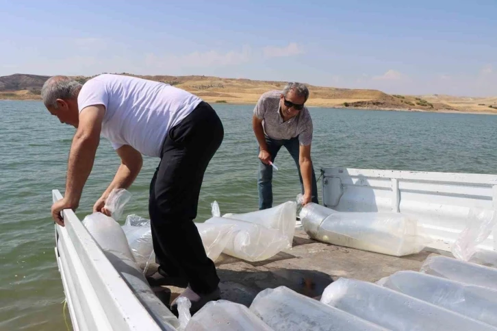 Baraj göletine 3 milyon 550 bin adet yavru balık bırakıldı
