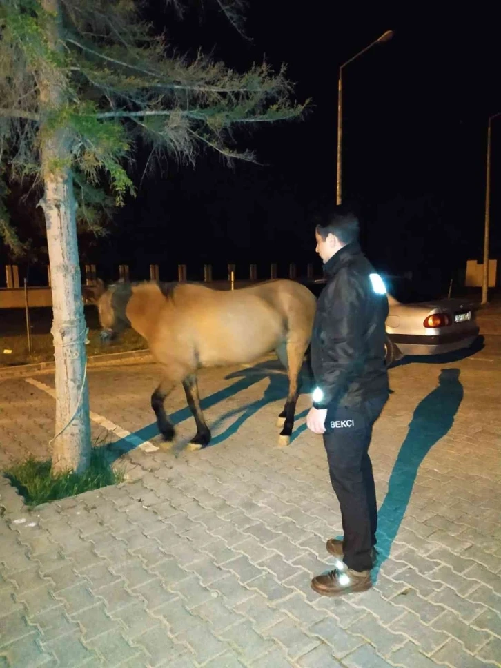 Başı boş halde dolaşan atı mahalle ve çarşı bekçileri koruma altına aldı
