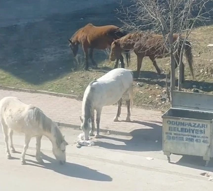 Başıboş atlar çevre rahatsızlığına neden oluyor
