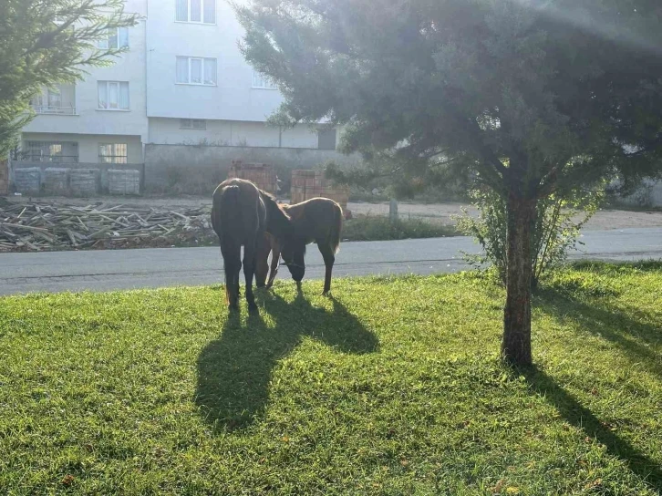 Başıboş atlar her yerden çıkabiliyor
