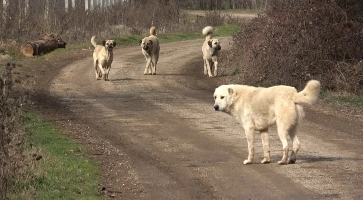 Başıboş köpekler köylünün korkulu rüyası haline geldi
