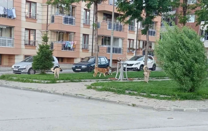 Başıboş köpekler tehlike saçıyor
