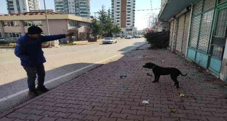 Başıboş pitbullu çamaşır ipiyle bağladı, yoldan geçenler oyun oynadı