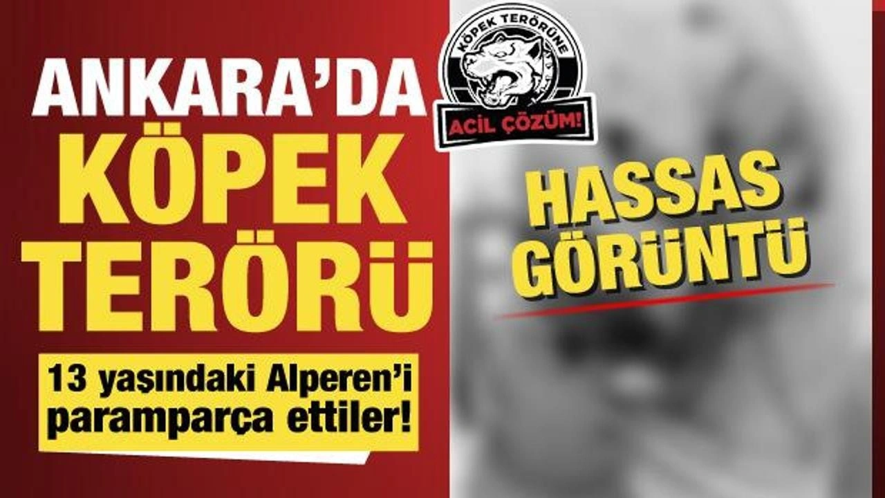 Başıboş sokak köpekleri küçük Alperen'i paramparça etti