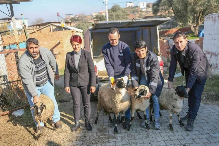 Başkan Çerçioğlu koyunları telef olan üreticiye destek oldu
