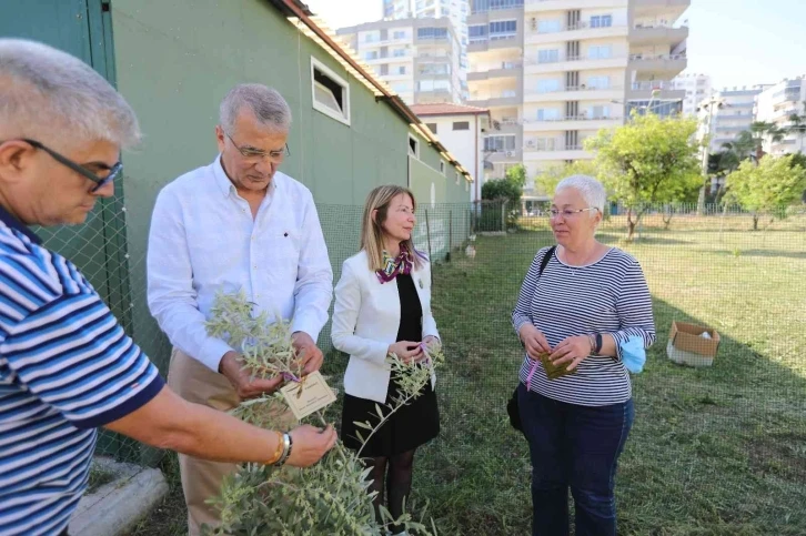 Başkan Tarhan adına zeytin fidanı dikildi
