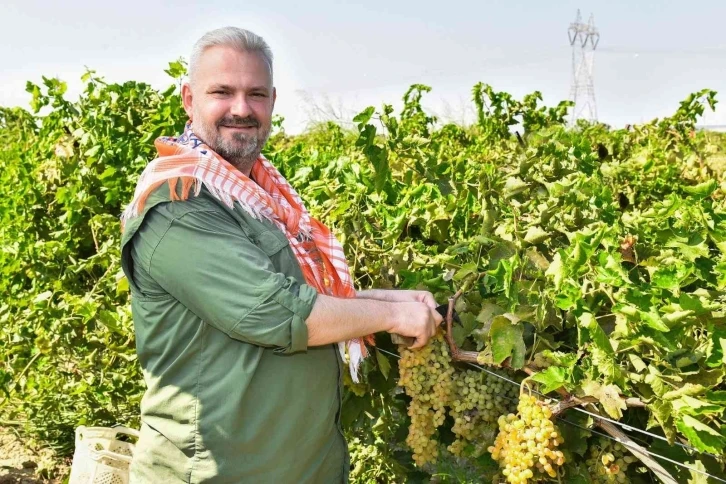 Başkan Vekili Pehlivan, traktör kullandı, üzüm hasadı yaptı
