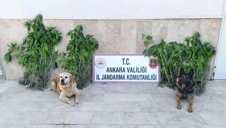 Başkent’te zehir tacirlerine darbe: 6 gözaltı
