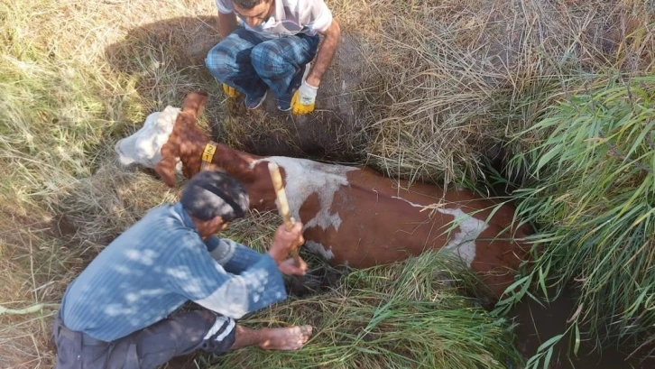 Bataklığa gömülen inek için seferber oldular
