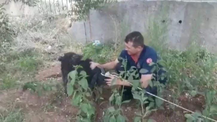 Bataklıkta keçi kurtarma operasyonu
