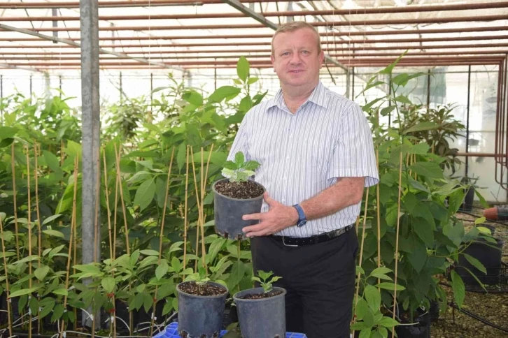 BATEM’in kahve tohumları fidana dönüştü
