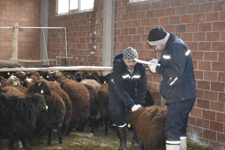 Bayburt’ta devlet desteğiyle koyun varlığı artıyor
