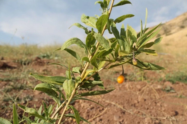 Bayburt’ta goji berry fideleri meyve vermeye başladı
