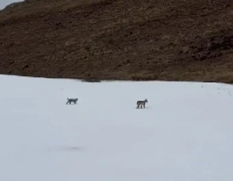 Bayburt’ta karlı arazide gezen iki vaşak görüntülendi
