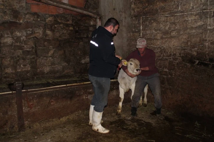 Bayburt’ta Kurban Bayramı öncesi büyükbaş hayvanlar aşılanıyor
