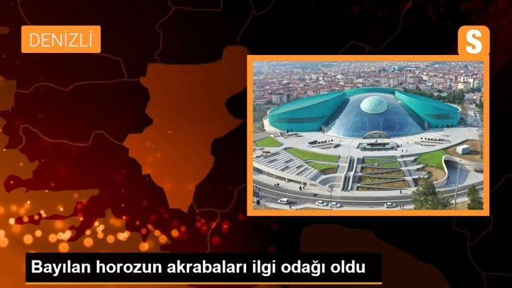 Bayılan horozun akrabaları ilgi odağı oldu