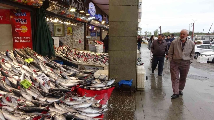 Beklenen palamut göçü gerçekleşti
