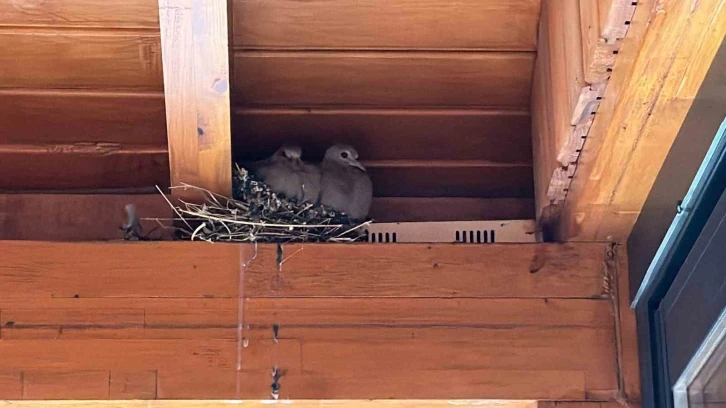 Belediye, yuvadaki kuşlar için tamiratı erteledi
