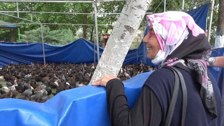 Belediyeden yüzde 100 hibeli horoz ve tavuk desteği
