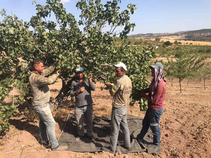 Besni’de Antep Fıstığı hasadı başladı
