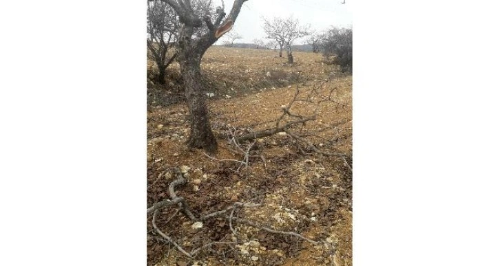 Besni’de kimliği belirsiz şahıslar fıstık ağaçlarına zarar verdi