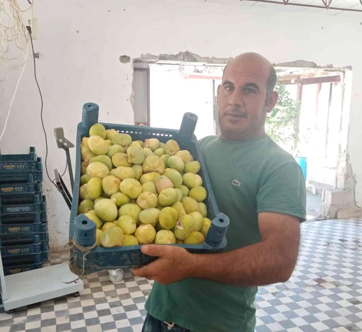 Beyaz incirde 30 bin ton rekolte bekleniyor
