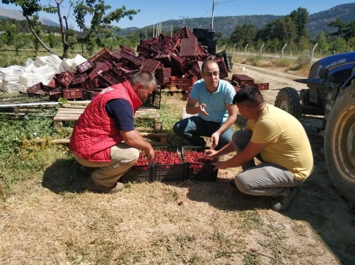 Beyşehir’de kiraz bahçelerinde hasat başladı
