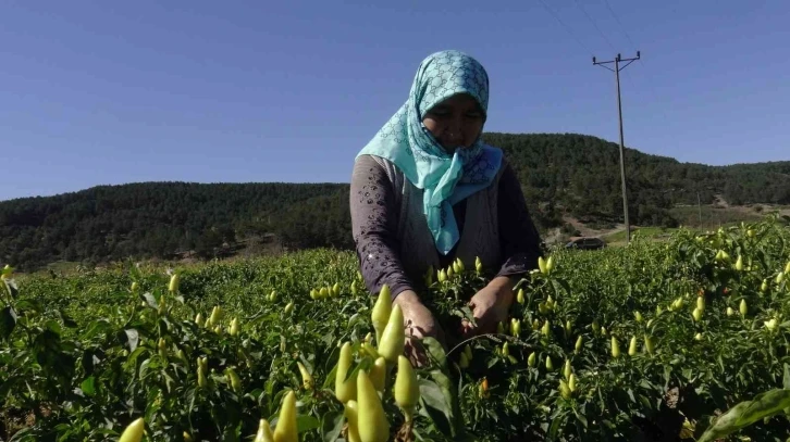 Biberiyede sezonun son ürünleri hasat ediliyor
