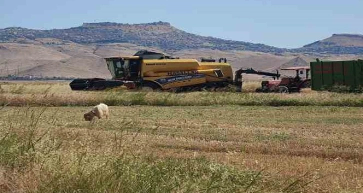 Biçerdöver operatörlerinin gurbette zorlu ekmek mücadelesi