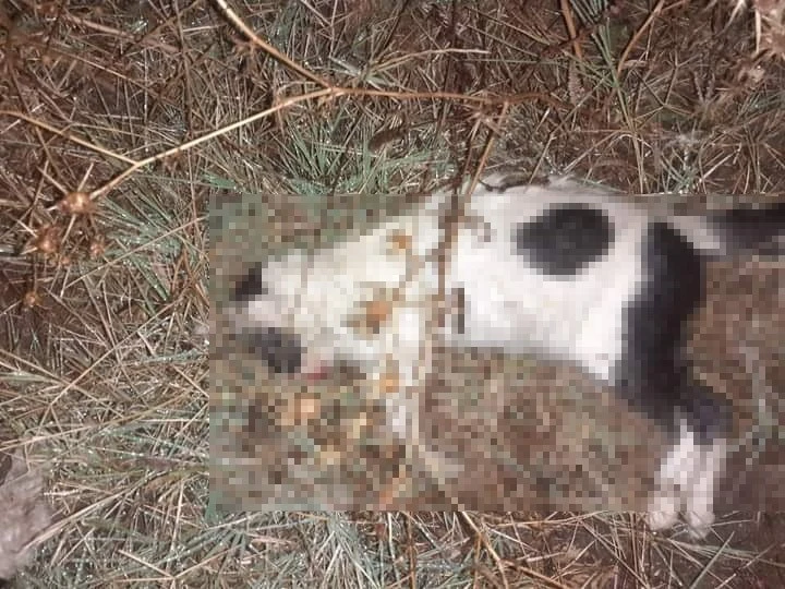 Biga’da kedi ve köpeklerin zehirlendiği iddiası
