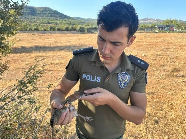 Bıldırcın kuşu polis kurtardı 